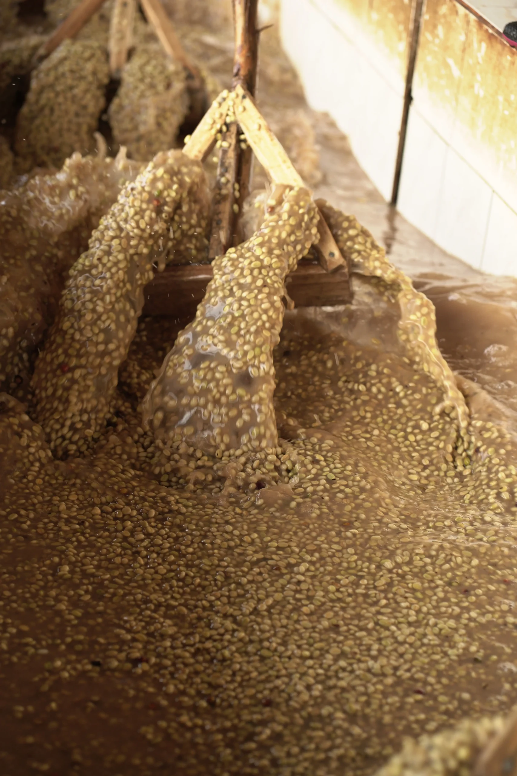 Ethiopië Chelbesa - Afbeelding 4