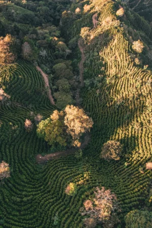 Costa Rica Corazón de Jesús