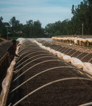 Uganda Bantu Blossom