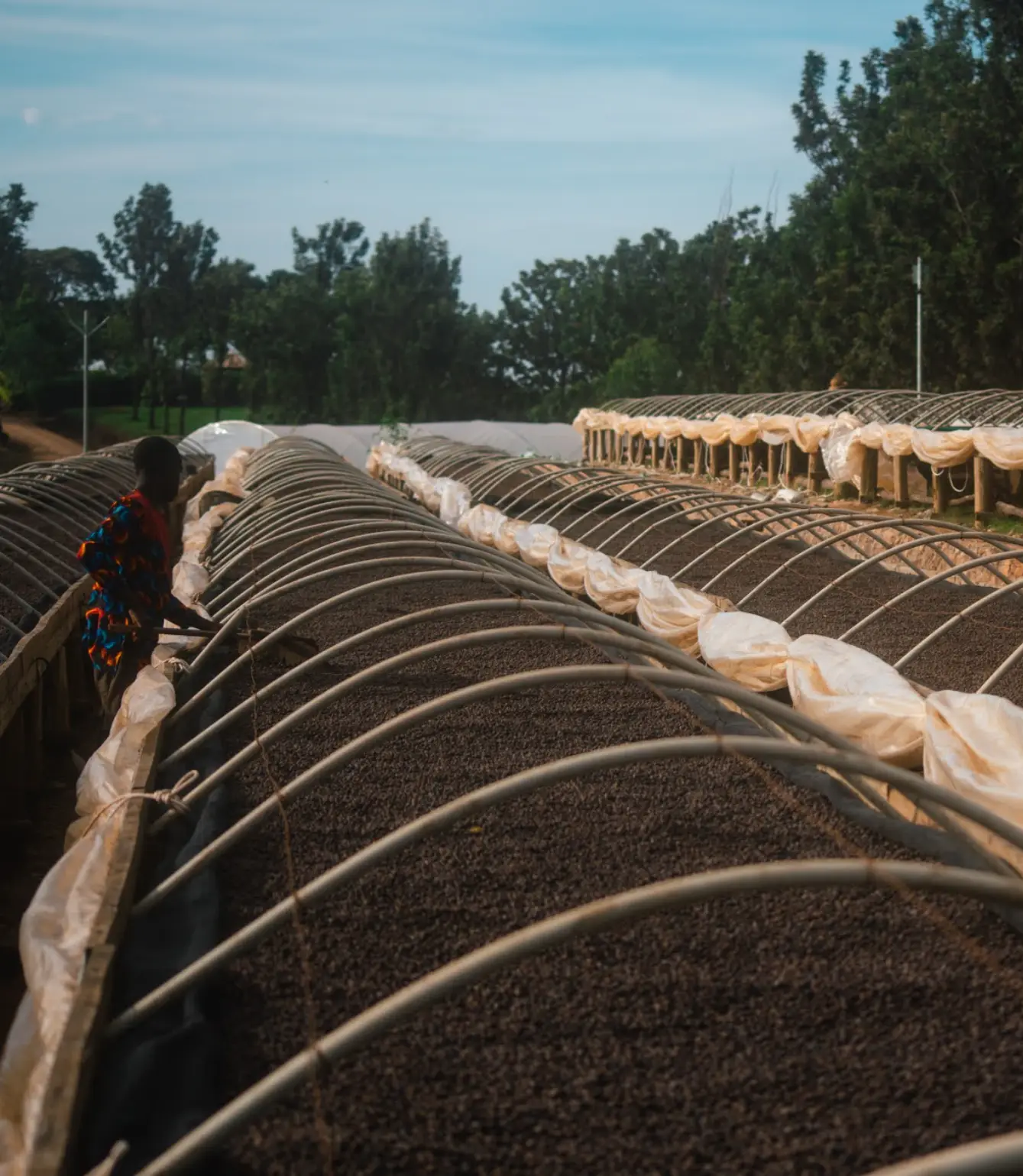 Uganda Bantu Blossom