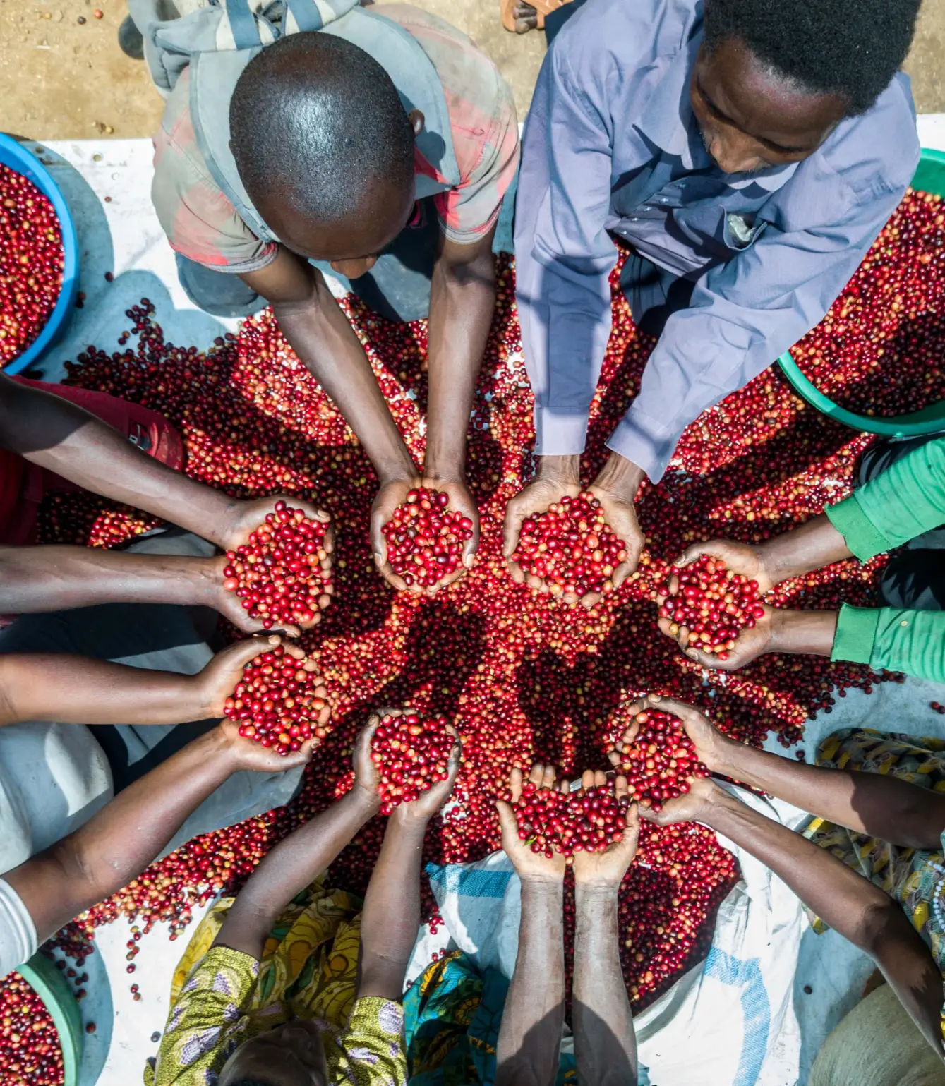 Uganda Bantu Blossom - Afbeelding 2