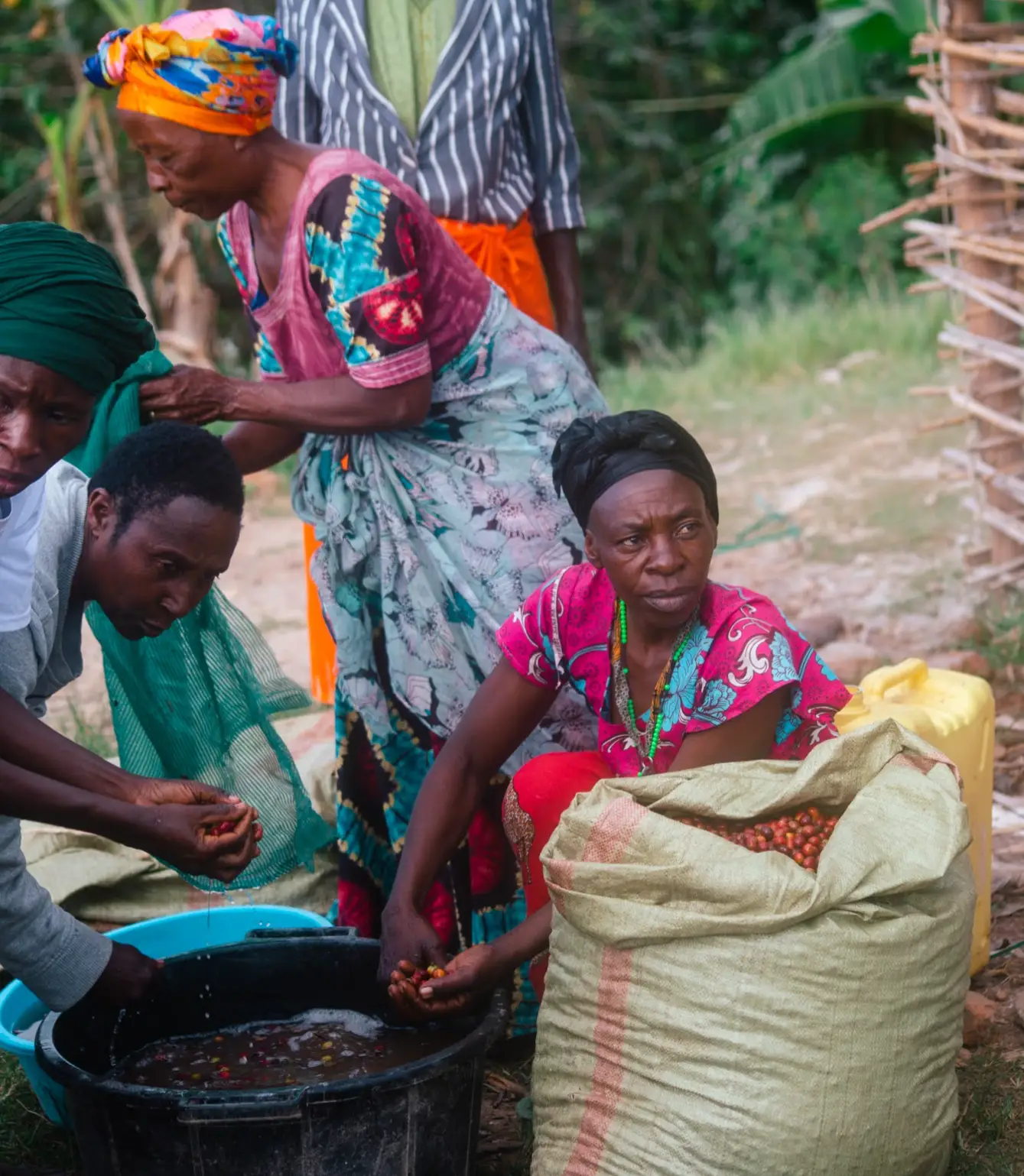 Uganda Bantu Blossom - Afbeelding 8