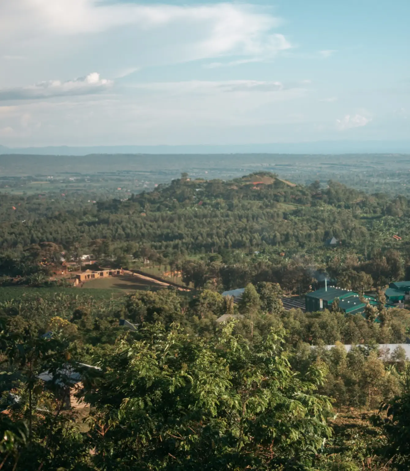 Uganda Bantu Blossom - Afbeelding 3